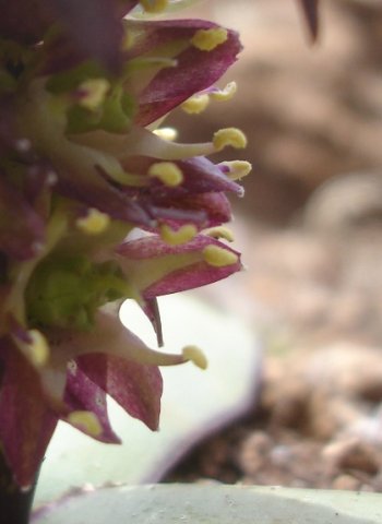 Eucomis schijffii curved stamens